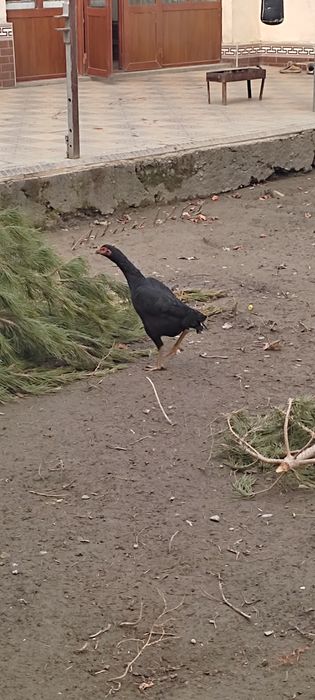 Дакан тухумлари сотилади