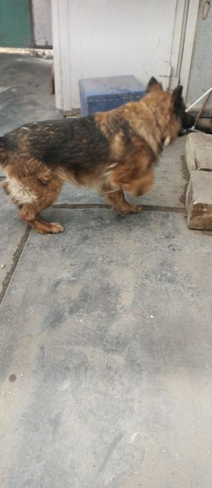 Продам немецкую овчарку