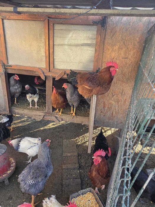 Vând cocoși de diferite rase