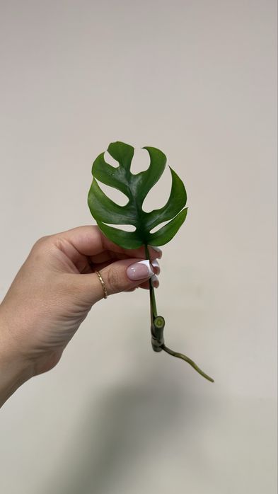 Рафидофора тетрасперма