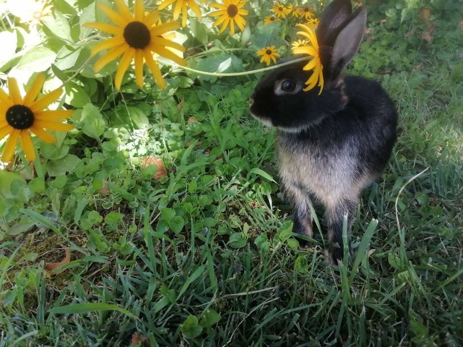 Karlik tikka quloq sames (erkak)