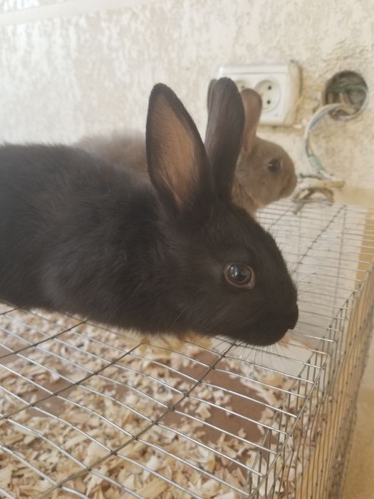 Karlik quyonlar sotiladi chiroyli damashni