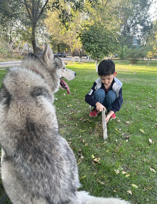 Продам хаски,мальчик