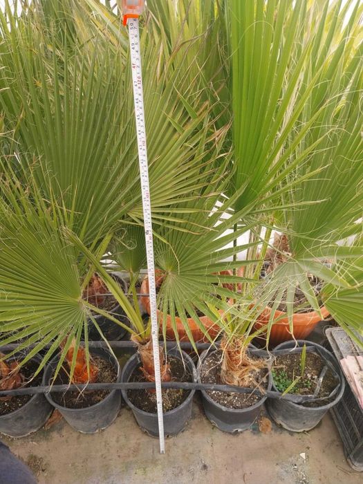 Палми - Вашингтония и Трахикарпус