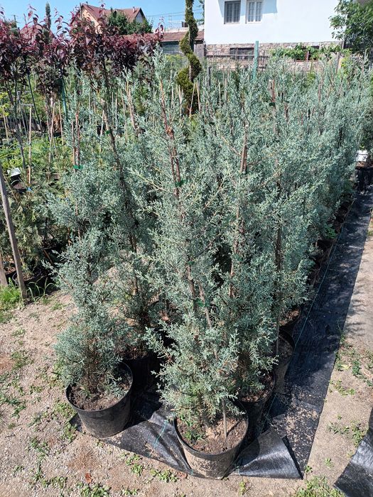Tuia/ Cupressus arizonica 150 cm/ Chiparos de arizona/ gard viu vesnic