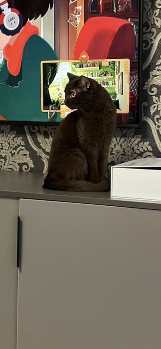 Продам Шоколадную кошку шотландка