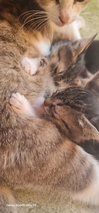 Котенца търсят дом