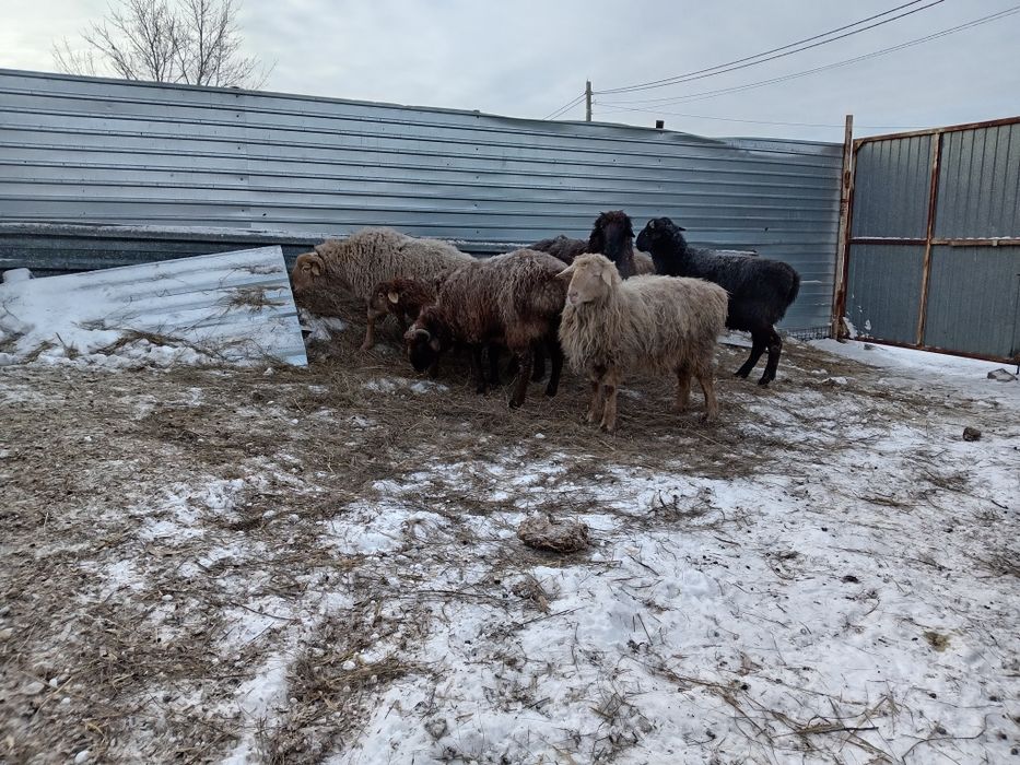 Продам баранов 3000 кг дешевле нет