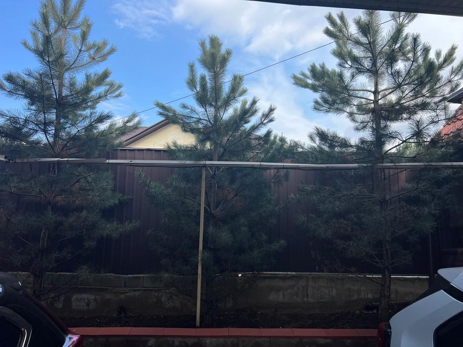 Сосна крымская,5-6 метров