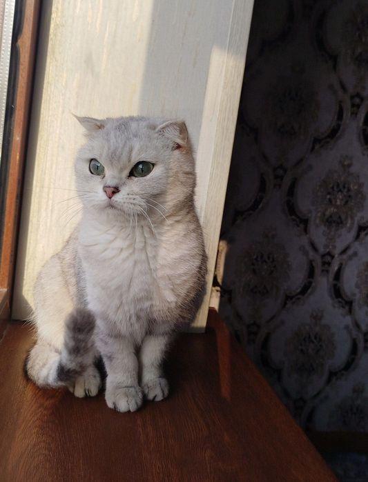 Скоттиш фолд серебристая шиншилла