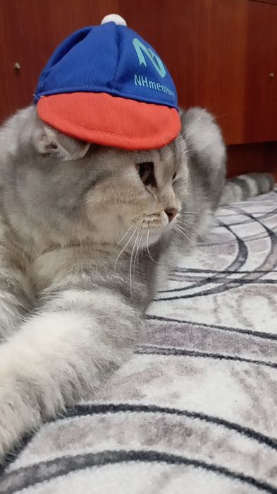 Продаются котик 2 годик Срочно.