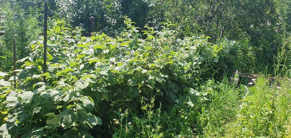 продам дачу в черте города