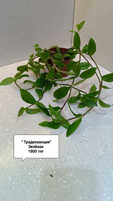 Цветы комнатные в горшках