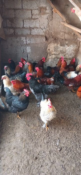 Хорозлар Оптим сотилади 20та