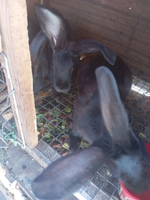 Кролики, самцы и самки