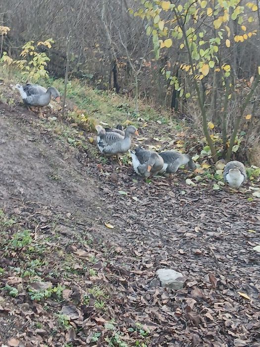 Tineret gasca de vanzare