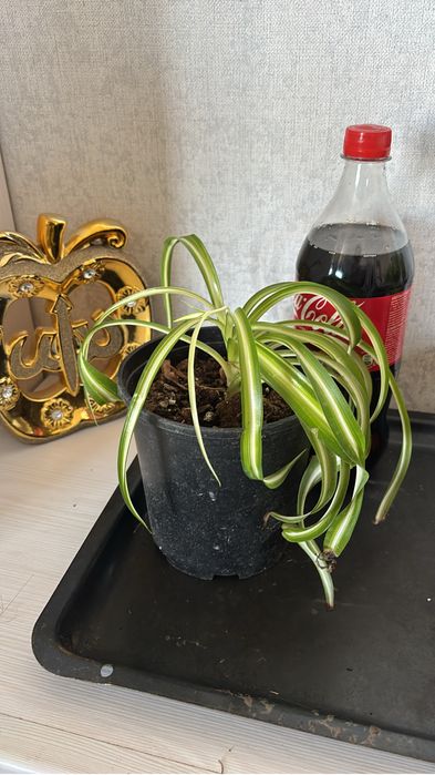 Цветы приемлемые цены