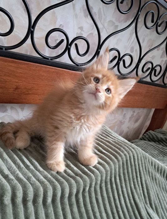 Мейн Кун чистокровные