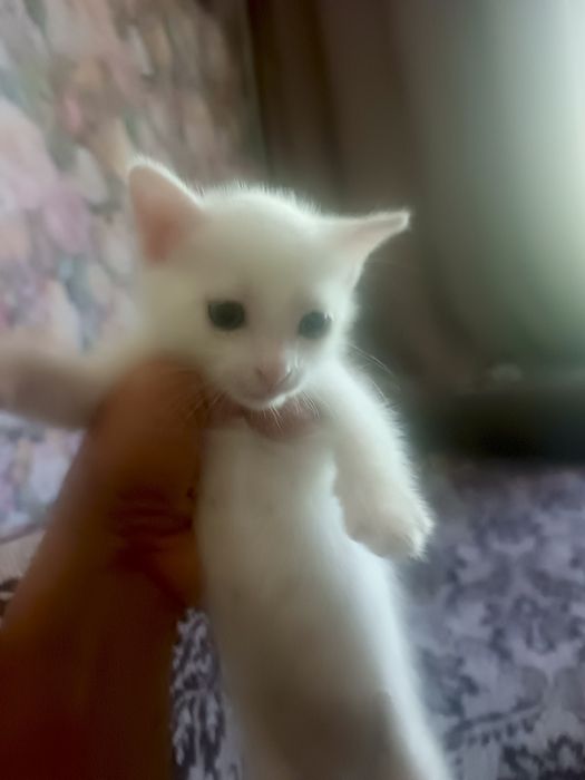 Кошечка белая...