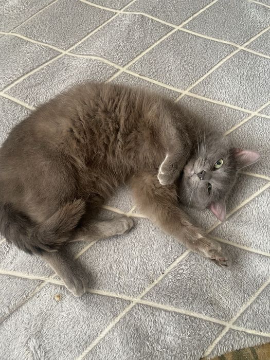 Отдам кота в добрые руки