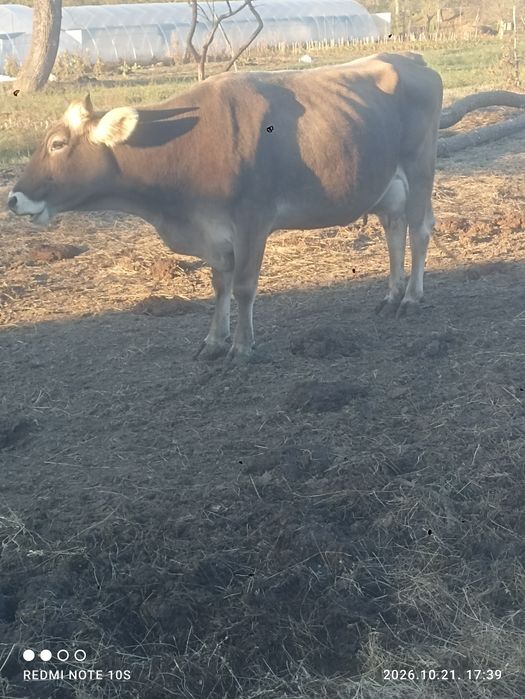 Brunā de maramures cu vitel