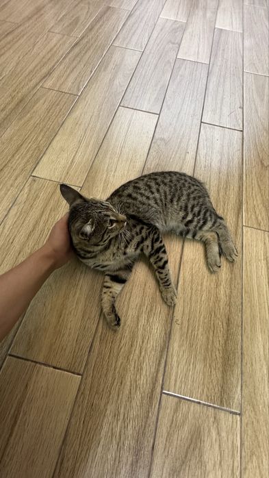 3 kun kafolat beriladi