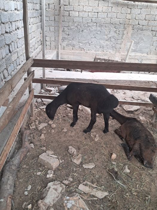 Xusori Qochqor sotiladi