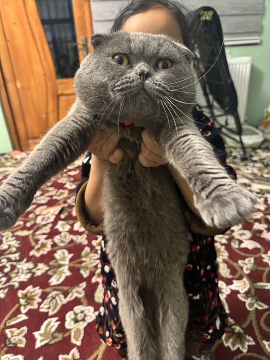НЕ ПРОДАЁТСЯ  Кот на вязка Скоттиш Фолд очень опытный