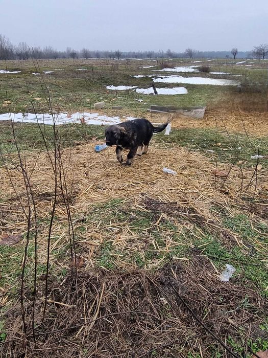 Cățelușă metis Terrier