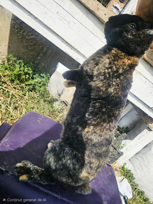 De vânzare:Iepuri 3.5 luni