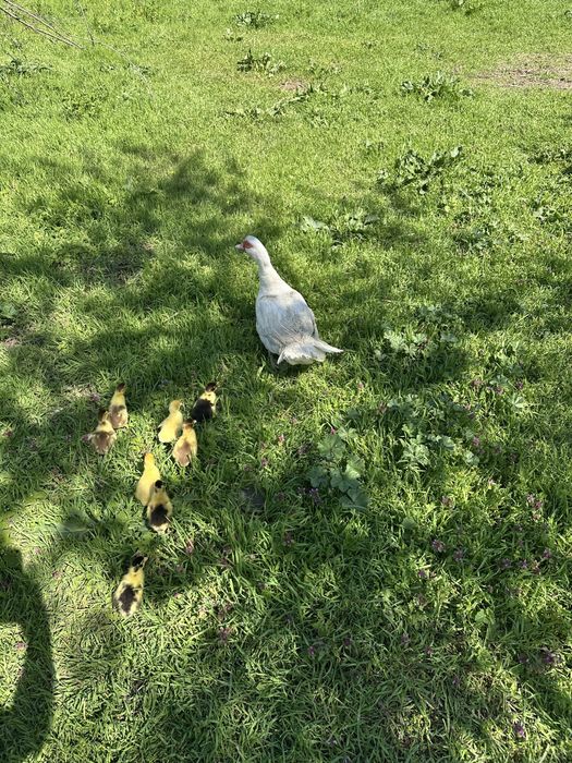 Rata cu 8 boboci Muscovy ducks  oua de rata