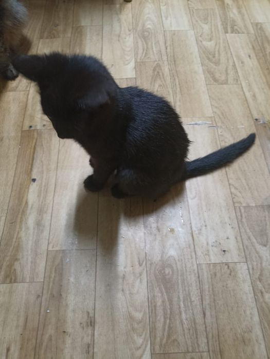 Отдам маленьких котят