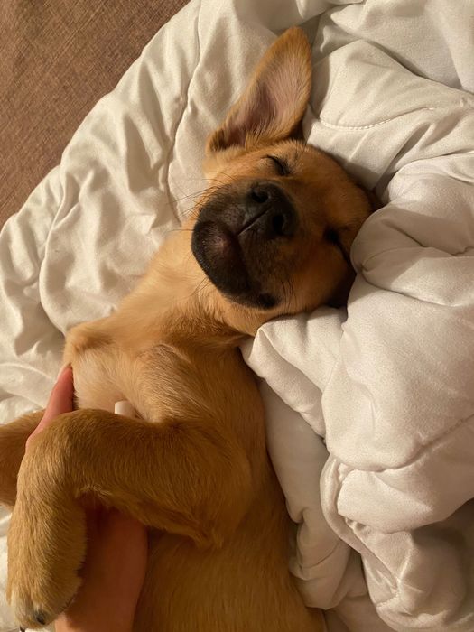 Ласковая, игривая собачка