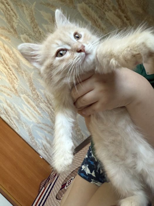 Отдам котят в хорошие рукт