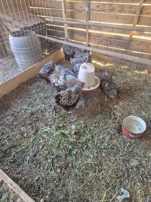 Wiandote si australorp!