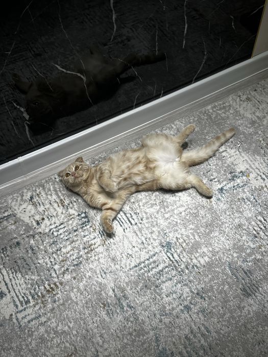 шотландская вислоухая кошка