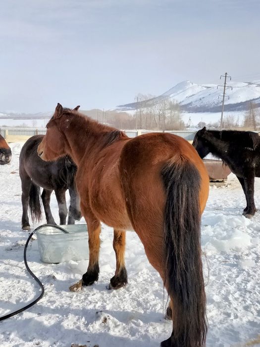 Кобылы с откорма 5-6 летки