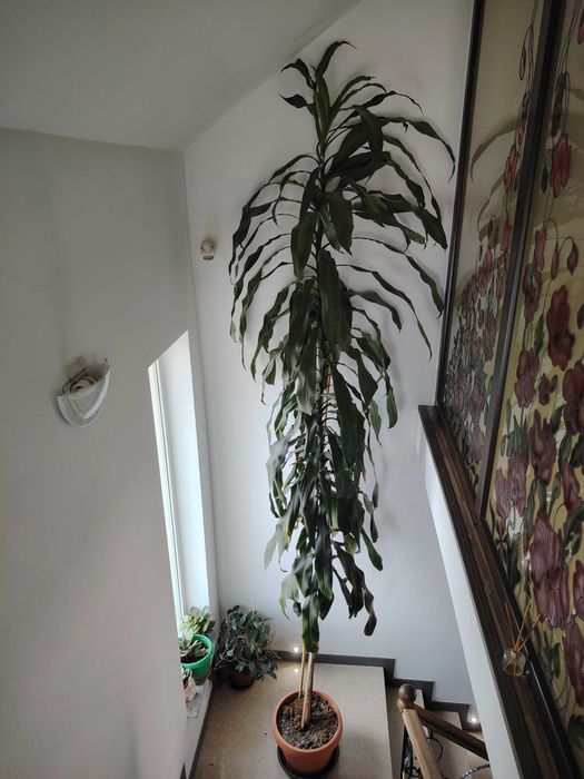 Yucca înalt de 4 metri