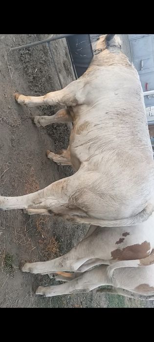 Vând 3 tăurași 6 luni