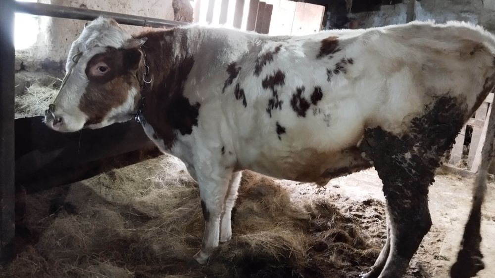 Продается бык производитель