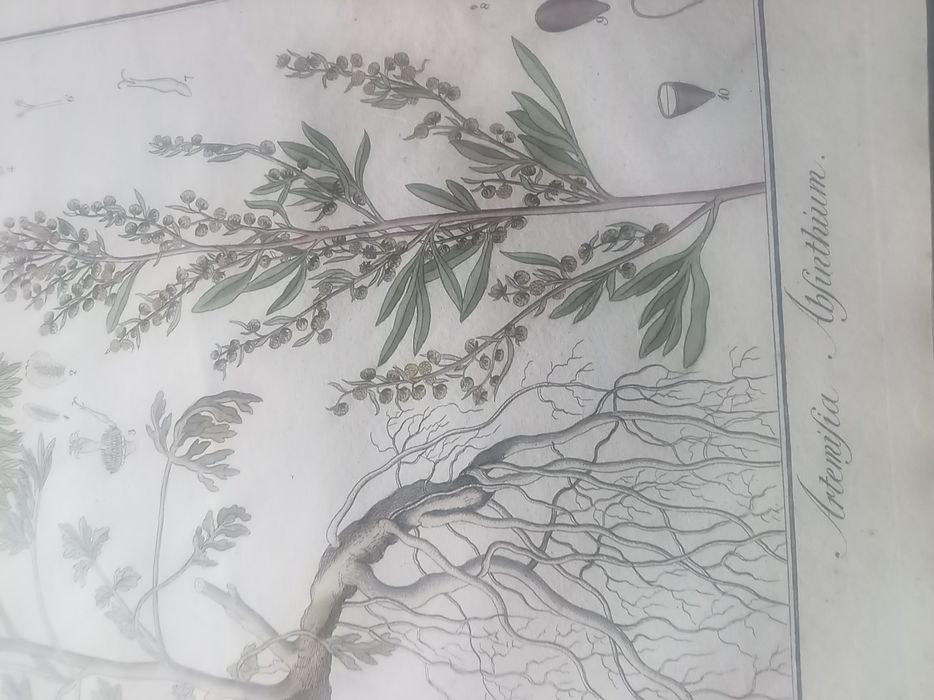 Vând dicționar plante medicinale în limba germană  din  anul 1829