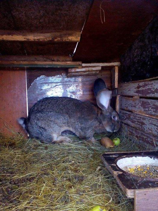 продавам зайци великани белгиски и жълти