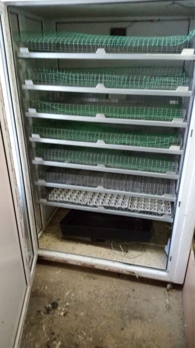 инкубатор для яиц