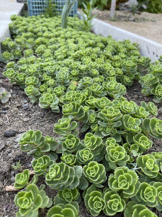 Продается красивая газоная трава