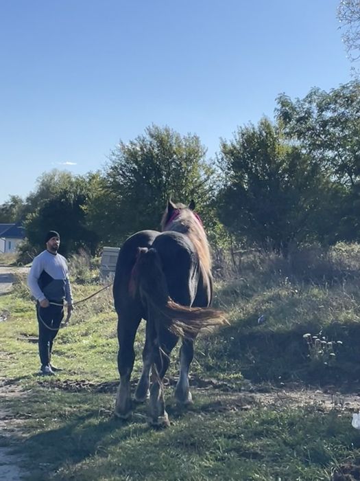 Vand sau schimb armasar de 4 ani