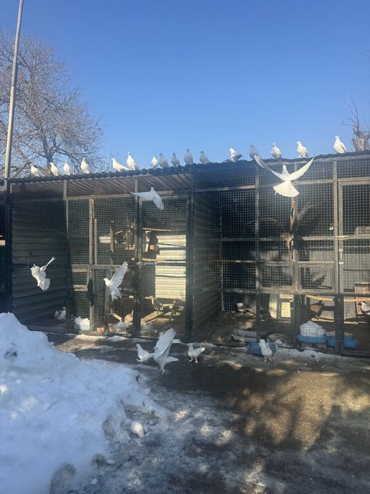 Голуби белые на торжества,свабды!