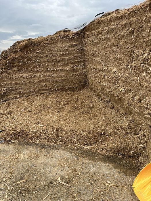 Porumb boabe  /siloz