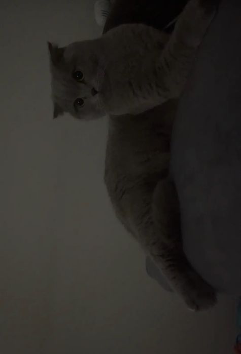 Отдаю в добрые руки кошку