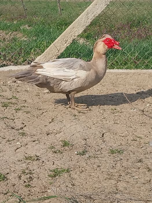 Vând rățoi mut/leșes