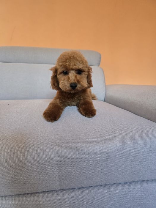 Băiețel Pudel toy roșcat Red